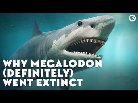 Why Megalodon (Definitely) Went Extinct thumbnail