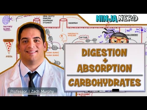 How Are Carbohydrates Digested and Absorbed? thumbnail