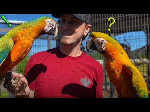 Parrot Body Language 101 thumbnail
