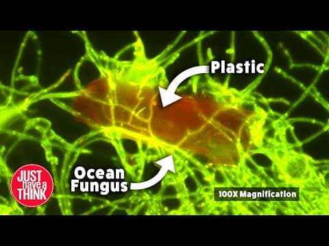 Our oceans have learnt how to EAT PLASTIC! thumbnail