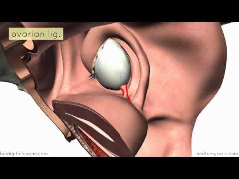 Introduction to Female Reproductive Anatomy Part 2 - Ligaments - 3D Anatomy Tutorial thumbnail