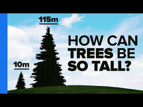 How Do Trees Defy Gravity to Transport Water? thumbnail