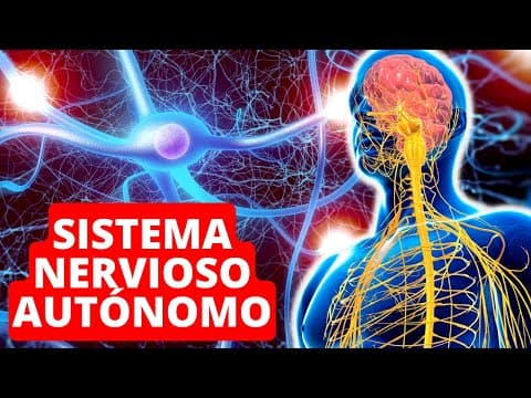El SISTEMA NERVIOSO AUTÓNOMO explicado: funciones y estructura 🧠 thumbnail