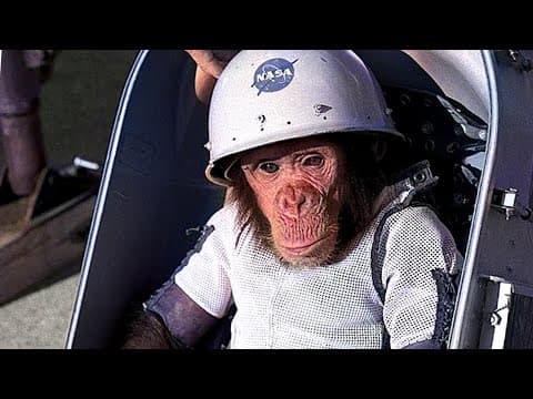 What Happened to Ham in Space? *Sad Story of Ham* thumbnail