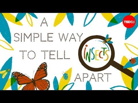 A simple way to tell insects apart - Anika Hazra thumbnail