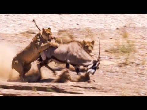 Two Lions Take on Oryx | Natural World: Desert Lions | BBC Earth thumbnail