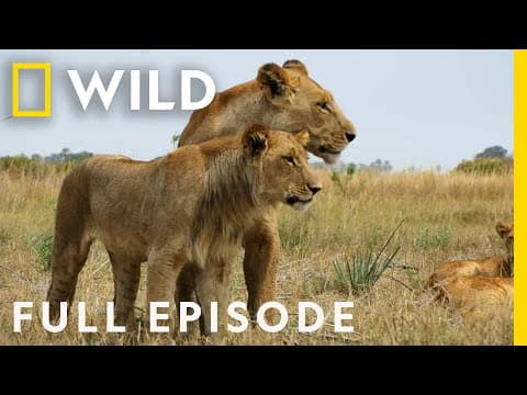 Savage Kingdom: The Ultimate Rebellion (Full Episode) | National Geographic thumbnail