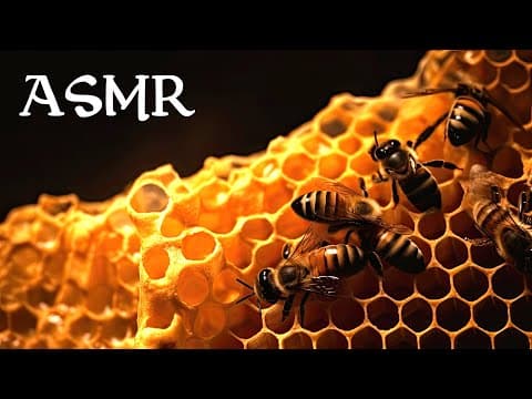 The World of Bees (ASMR Story for Sleep) thumbnail