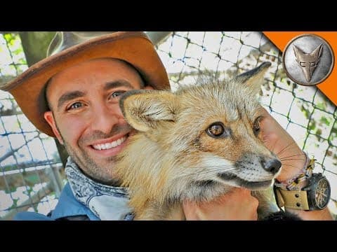 How to Get Up Close with a Red Fox Safely thumbnail