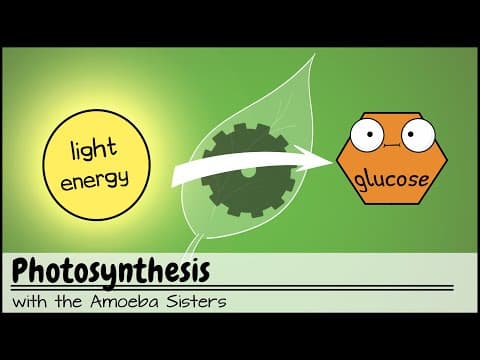 Photosynthesis (UPDATED) thumbnail