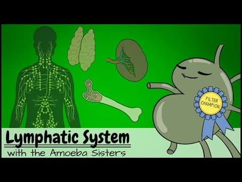 Lymphatic System thumbnail