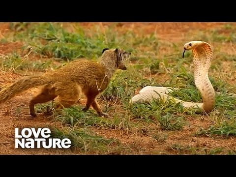 Cobra VS Mongoose | Love Nature thumbnail
