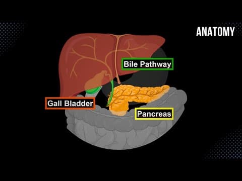 Bile Pathway, Gall Bladder & Pancreas - Anatomy thumbnail