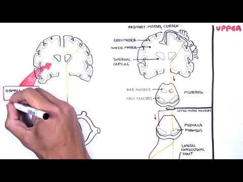 Introduction to Upper and Lower Motor Neuron Lesions thumbnail