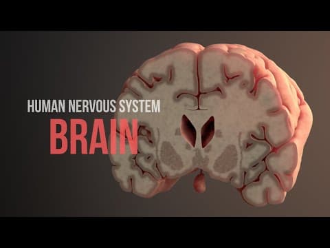 Human Nervous System (Part 2) - How the Brain Works! (Animation) thumbnail