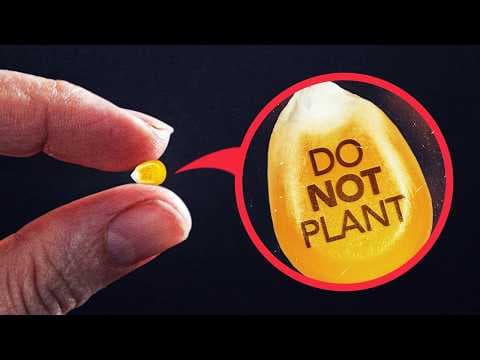 Why Can't Farmers Replant Their Own Seeds? thumbnail