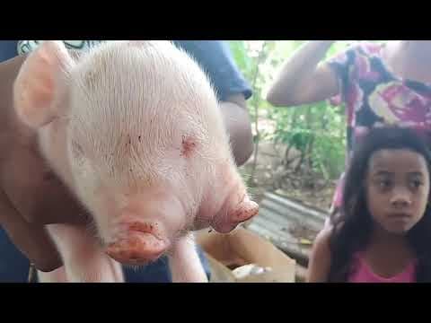 10 Animals That Are Born Only Once In a Thousand Years! thumbnail