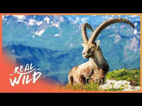 Alpine Ibex: Acrobats On The Rocks | 4K thumbnail