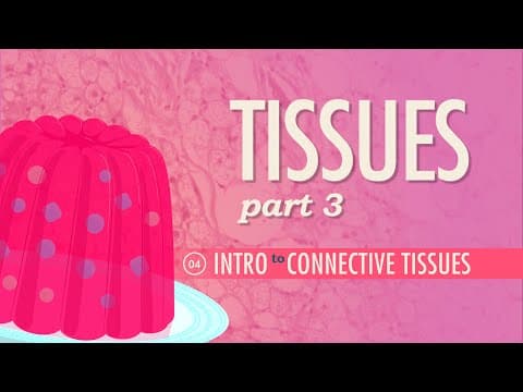 What Are Connective Tissues in the Human Body? thumbnail