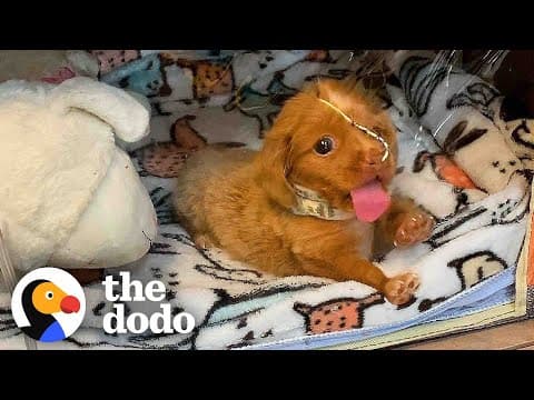 'Bubble Puppy' Decides She's Ready To Live In The World | The Dodo Comeback Kids thumbnail