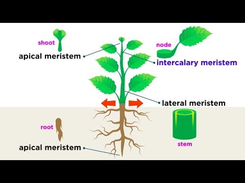Types of Plant Cells thumbnail