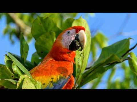 A Mix of Two Continents: Wildlife in Costa Rica thumbnail