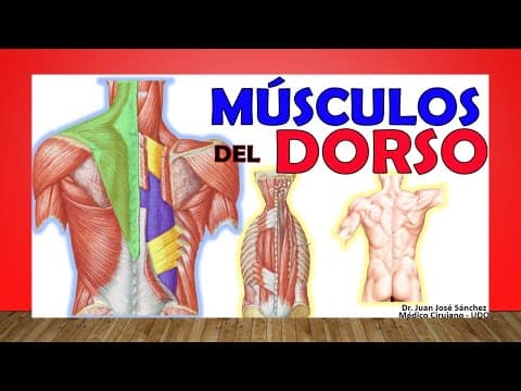 🥇 MÚSCULOS DEL DORSO. (De La Espalda) ¡Fácil de Entender! thumbnail