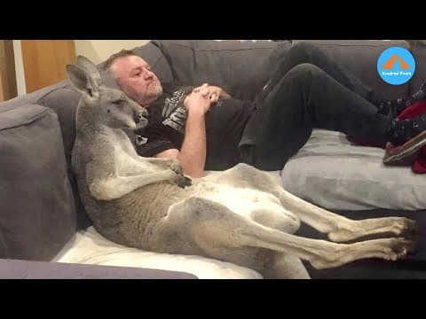 Rescued Kangaroo Thinks He’s Human, You Won’t Believe What He Does on the Couch! thumbnail