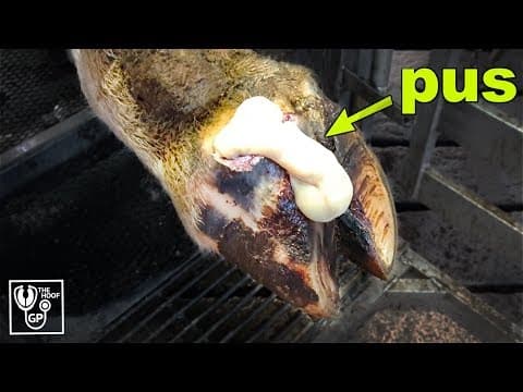 HUGE PUS ABSCESS in COWS HOOF | The Hoof GP thumbnail