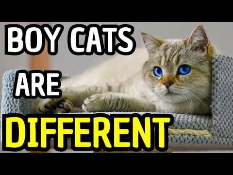 I Bet You Don’t Know These Secrets About Male Cats | 99% of Owners Get This Wrong! thumbnail