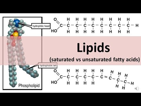 Lipids (Saturated & Unsaturated fats) - updated thumbnail