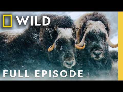 Winter Wonderland (Full Episode) | America's National Parks Compilation | Nat Geo Animals thumbnail