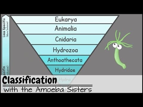 Classification thumbnail