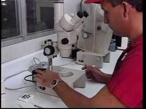 Embryo Transfer: Beef Part 2 thumbnail