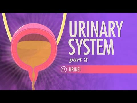 What Regulates Urine Production and Excretion in Humans? thumbnail
