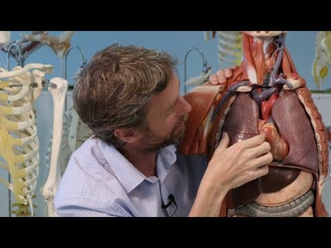 Thorax organs - plastic anatomy thumbnail