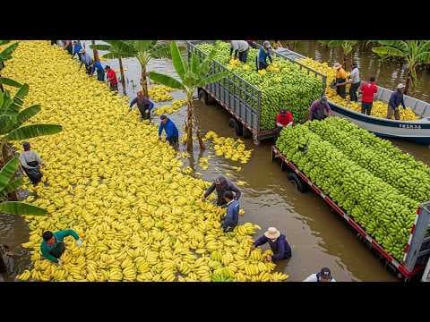 The World’s Most Harvested Fruits 💥 30 Insane Fruit Harvests You Have to See to Believe thumbnail