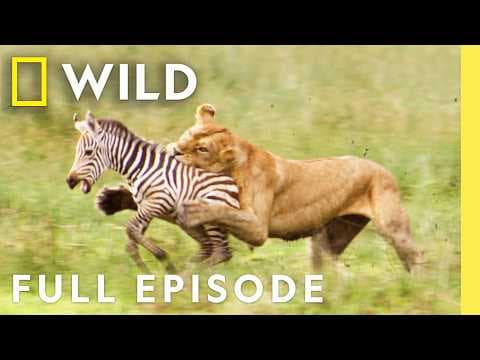 Clash of the Titans (Full Episode) | Animal Fight Night | Nat Geo Wild thumbnail