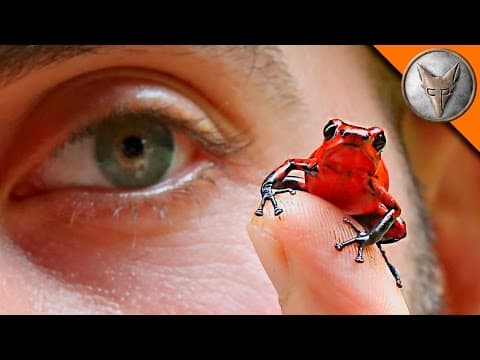 What Is the Strawberry Poison Frog and Is It Dangerous? thumbnail