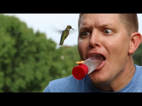 How Do Hummingbirds Depend on Artificial Feeders? thumbnail