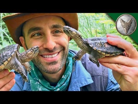 How to Release Baby Snapping Turtles into the Wild thumbnail