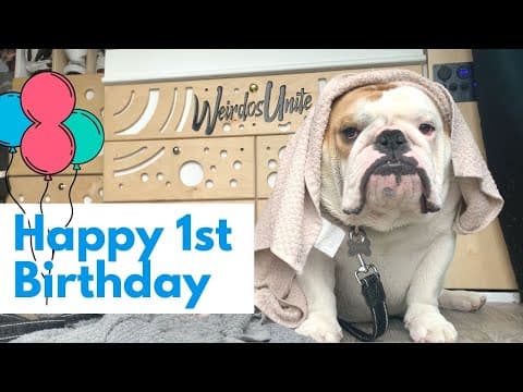What Was Cruz the Bulldog's First Year Like in Van Life? thumbnail
