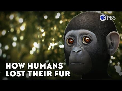 How Humans Lost Their Fur thumbnail