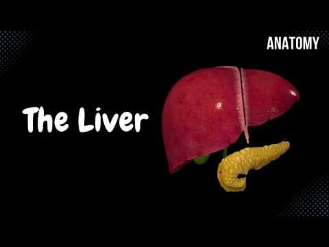 Liver Anatomy (Function, Topography, External Structures, Ligaments) thumbnail