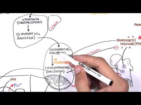 Endocrinology - Calcium and Phosphate Regulation thumbnail