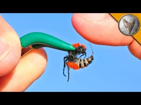 What Does a Cow Killer Sting Feel Like? thumbnail