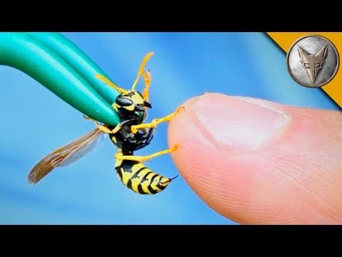 How Do Yellow Jackets Sting and How Can You Relieve It? thumbnail