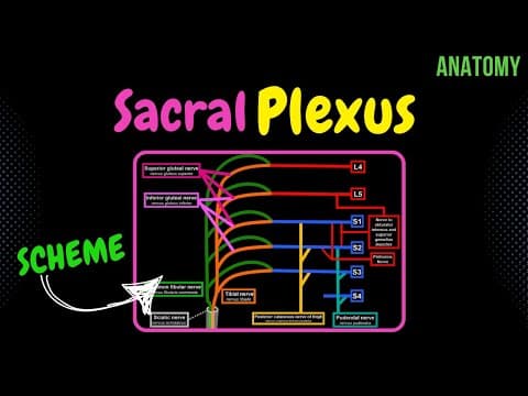 Sacral Plexus (Scheme + QUIZ) | Anatomy thumbnail