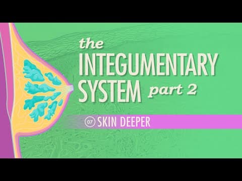 What Does the Integumentary System Do for Your Body? thumbnail