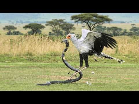When a Cobra Meets Its Worst Match (You Won’t Believe the Move) thumbnail